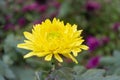 Ã¨ÂÅ Ã¨Å Â±Ã¦ËÂ¯Ã¤Â¸Â­Ã¥âºÂ½Ã¥ÂÂÃ¥Â¤Â§Ã¥ÂÂÃ¨Å Â±Ã¤Â¹â¹Ã¤Â¸â¬ Chrysanthemum is one of the top ten famous flowers in China Royalty Free Stock Photo